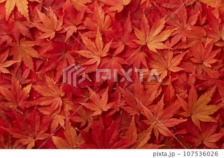敷き詰められた紅葉したもみじの葉 敷き詰められた紅葉したもみじの葉 107536026