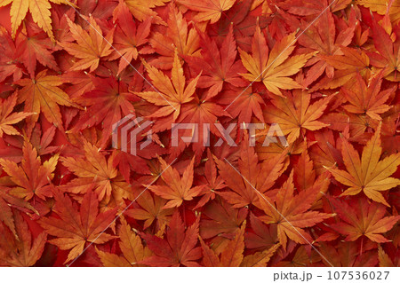 敷き詰められた紅葉したもみじの葉 107536027