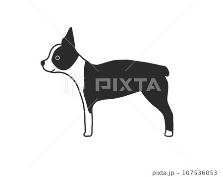 ボストンテリアのイラスト 107536053