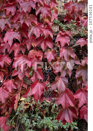 Detail of green and red ivy leaves. 107536181