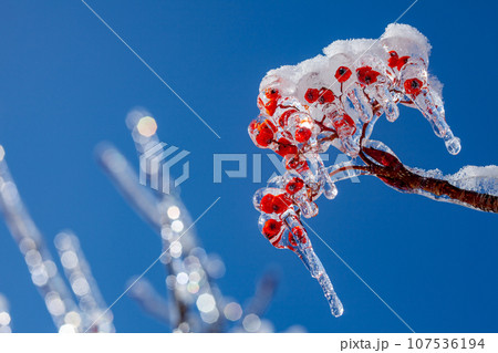雨氷に包まれ輝くナナカマドの赤い実と青空8 107536194