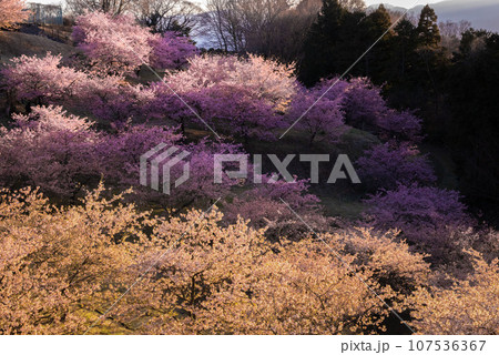 Shades of Pink in Japan Shades of Pink in Japan 107536367