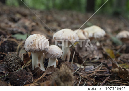 A forest mushroom growing among fallen leaves in the woods A forest mushroom growing among fallen leaves in the woods 107536905