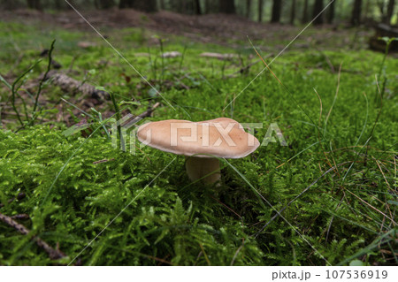 A forest mushroom growing among fallen leaves in the woods A forest mushroom growing among fallen leaves in the woods 107536919