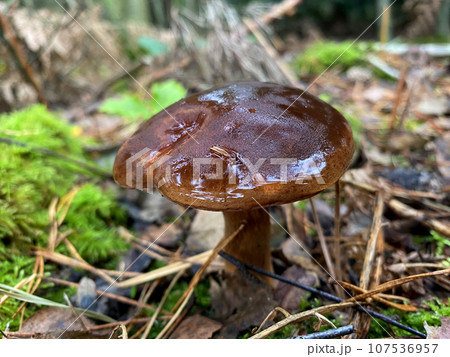 A forest mushroom growing among fallen leaves in the woods A forest mushroom growing among fallen leaves in the woods 107536957