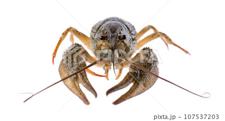 Live crayfish isolated on white background. Clipping path. Live crayfish isolated on white background. Clipping path. 107537203