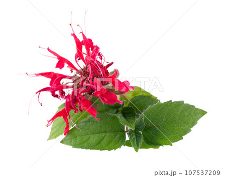 Bergamot flower with green leaves isolated on a white background. Monarda didyma flower. Oswego tea, scarlet beebalm. 107537209