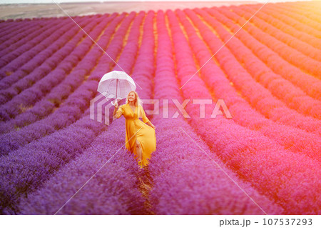Woman lavender field. A middle-aged woman in a lavender field walks under an umbrella on a rainy day and enjoys aromatherapy. Aromatherapy concept, lavender oil, photo session in lavender Woman lavender field. A middle-aged woman in a lavender field walks under an umbrella on a rainy day and enjoys aromatherapy. Aromatherapy concept, lavender oil, photo session in lavender 107537293