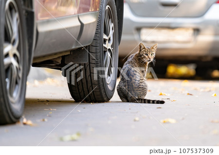 stray cat. homeless street cat with heterochromia sitting near car wheel and look in camera stray cat. homeless street cat with heterochromia sitting near car wheel and look in camera 107537309