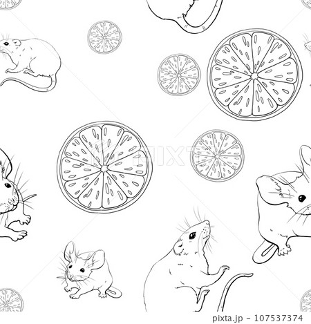 Mice, rats, oranges. Seamless pattern with graphic monochrome illustration. For printing wallpaper, fabric, packaging paper for pet stores, pet products and other products. Domestic and wild rodents. 107537374