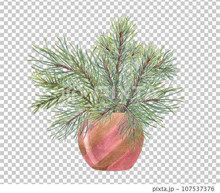 Bouquet of Christmas Pine, spruce branch. Cedar, conifer branches. Evergreen plant. Watercolor illustration of green lush sprig. For winter postcard design, Xmas and New Year cards Bouquet of Christmas Pine, spruce branch. Cedar, conifer branches. Evergreen plant. Watercolor illustration of green lush sprig. For winter postcard design, Xmas and New Year cards 107537376