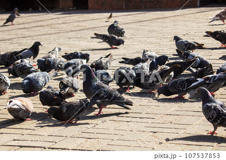 Pigeons eating grain on the sidewalk closeup Pigeons eating grain on the sidewalk closeup 107537853
