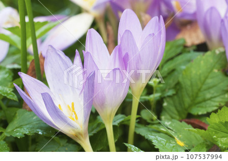 Cute pink colchicum flowers close up. 107537994