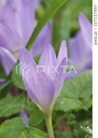 Cute pink colchicum flowers close up Cute pink colchicum flowers close up 107537997
