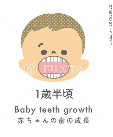 イラスト素材:赤ちゃんの歯の成長 1歳半ごろ イラスト素材:赤ちゃんの歯の成長 1歳半ごろ 107538022