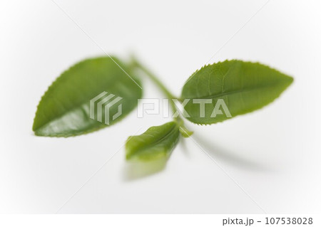 　茶の新芽 107538028
