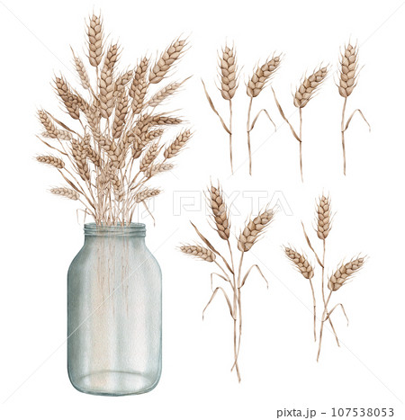 Clipart ears of wheat in a glass vase jar. Set of autumn harvest. Watercolor hand painting illustration on isolated white background. For design bakery, home products, restaurant menu element, recipe Clipart ears of wheat in a glass vase jar. Set of autumn harvest. Watercolor hand painting illustration on isolated white background. For design bakery, home products, restaurant menu element, recipe 107538053