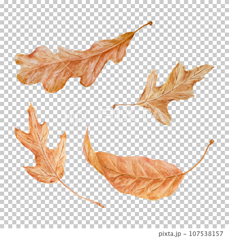 Set of dry brown leaves. Watercolor hand drawn illustration of forest plant element. Floral realistic clip art for eco goods, natural herbal medicine, healthy tea, homeopatic remedies, lables, prints 107538157