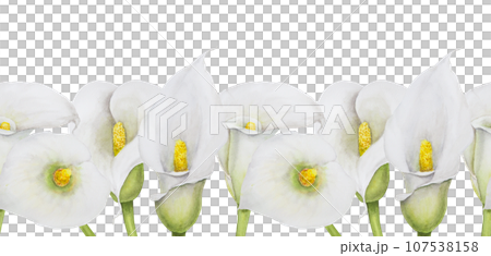 Watercolor seamless border of white calla lily. Hand drawn floral illustration for wedding invitations, floristic, beauty salon. Isolated tropical water arum for greeting 107538158