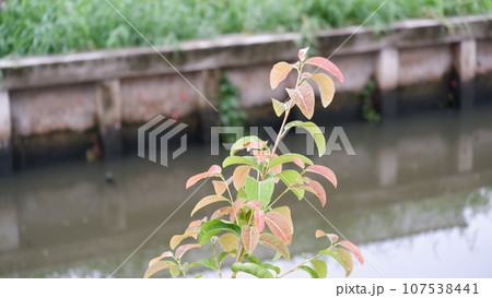 Bang-ranae canal 107538441