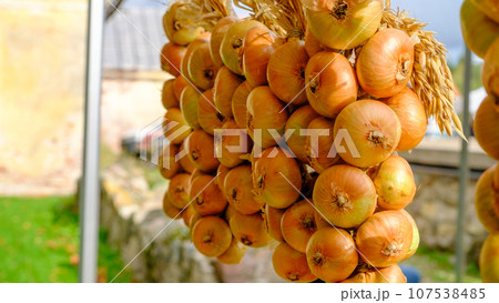 Onion braid. Yellow onions hang in bunches. Picking onions. Farmers market Onion braid. Yellow onions hang in bunches. Picking onions. Farmers market 107538485