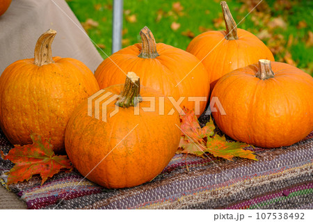 Pumpkin concept. Traditional symbol of autumn harvest, pumpkin soup, pie, Thanksgiving. Agricultural land. Selective focus. Autumn organic vegetables background. Rural market 107538492