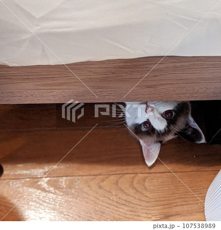 ベッドの下から覗く猫 ベッドの下から覗く猫 107538989