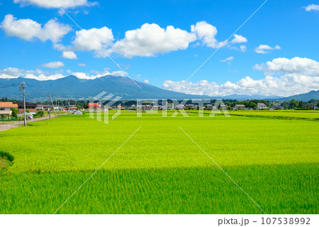 水田と浅間山【佐久市根岸】 107538992