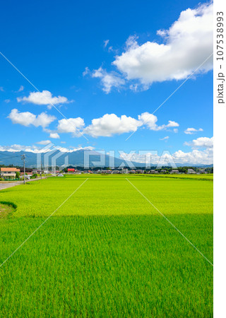 水田と浅間山【佐久市根岸】 水田と浅間山【佐久市根岸】 107538993