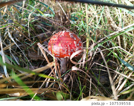 Fly agaric among the grass in the forest Fly agaric among the grass in the forest 107539558