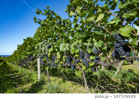 北海道の美しい葡萄畑 107539839