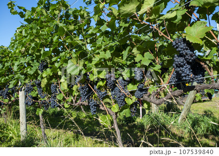 北海道の美しい葡萄畑 107539840