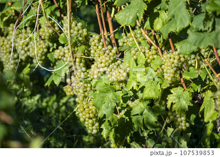北海道の美しい葡萄畑 107539853