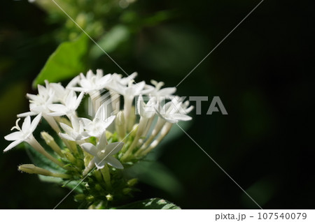 ペンタス 107540079