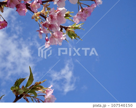 青空に映える河津桜 107540150