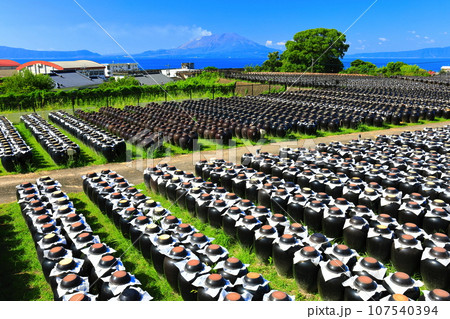 【鹿児島】快晴の壺畑と桜島 【鹿児島】快晴の壺畑と桜島 107540394