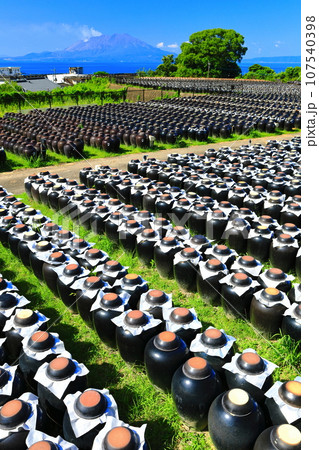 【鹿児島】快晴の壺畑と桜島 107540398