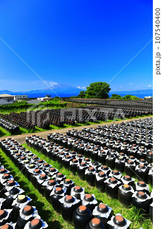 【鹿児島】快晴の壺畑と桜島 107540400