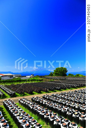 【鹿児島】快晴の壺畑と桜島 107540403