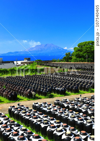 【鹿児島】快晴の壺畑と桜島 【鹿児島】快晴の壺畑と桜島 107540405