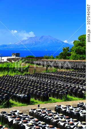 【鹿児島】快晴の壺畑と桜島 107540407