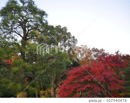 東京観光　紅葉した木々　 107540478