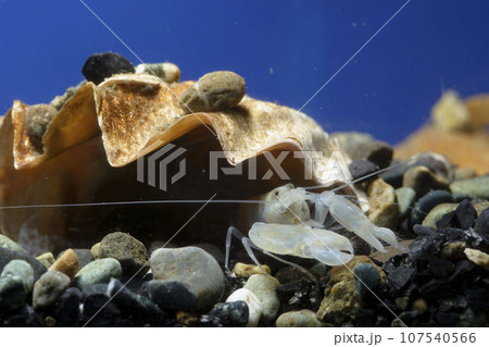 テッポウエビ　エビ　pistol shrimp 107540566