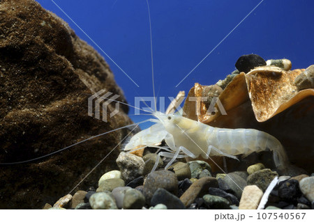 テッポウエビ　エビ　pistol shrimp 107540567