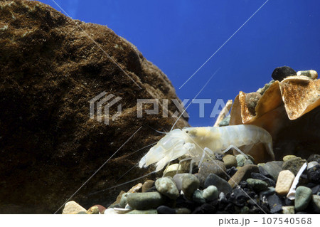 テッポウエビ　エビ　pistol shrimp 107540568