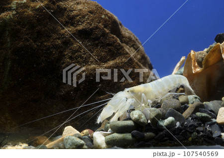 テッポウエビ　エビ　pistol shrimp 107540569