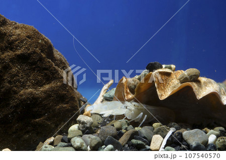 テッポウエビ　エビ　pistol shrimp 107540570