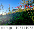 彼岸花の丘 107541072