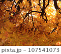 紅葉したモミジ 107541073