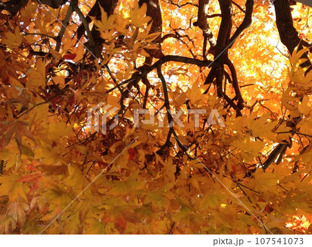 紅葉したモミジ 紅葉したモミジ 107541073